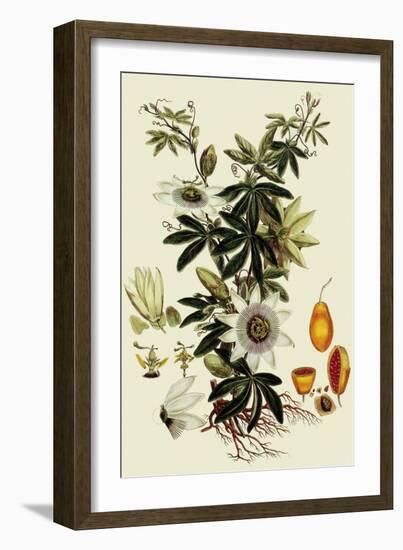 Passionflower-John Miller-Framed Giclee Print