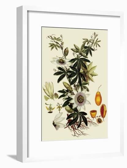 Passionflower-John Miller-Framed Giclee Print