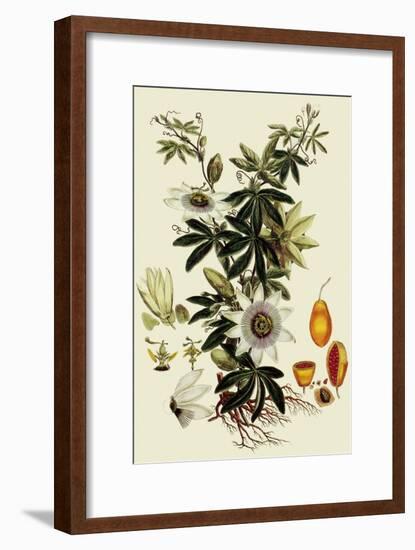 Passionflower-John Miller-Framed Giclee Print