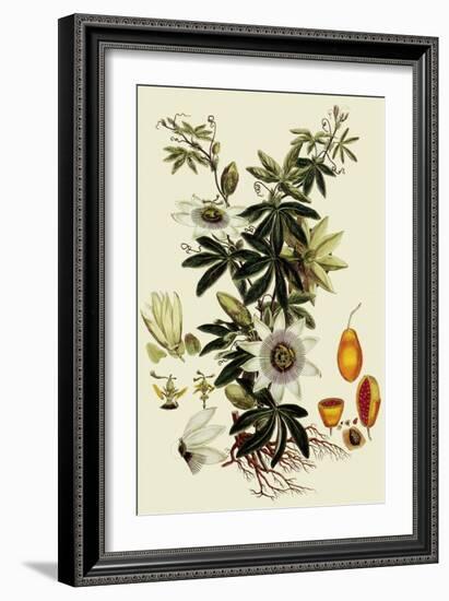 Passionflower-John Miller-Framed Giclee Print