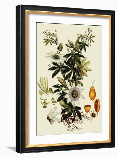 Passionflower-John Miller-Framed Giclee Print