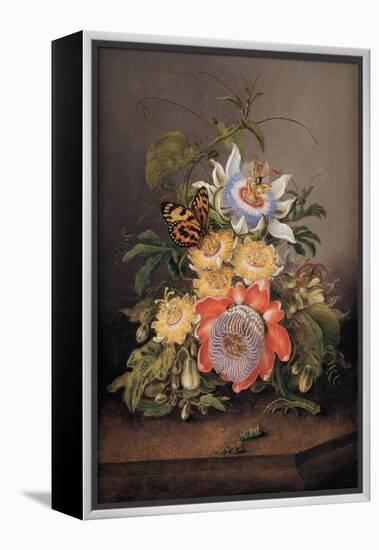 Passionflowers, 1812-Ferdinand Bauer-Framed Premier Image Canvas