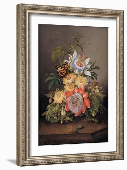 Passionflowers, 1812-Ferdinand Bauer-Framed Giclee Print