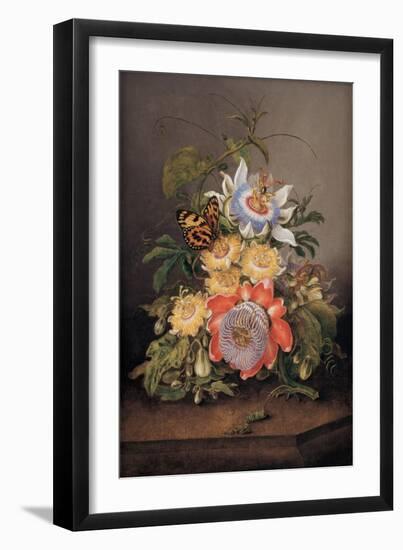 Passionflowers, 1812-Ferdinand Bauer-Framed Giclee Print