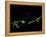 Passionvine Heart-Doris Mitsch-Framed Premier Image Canvas