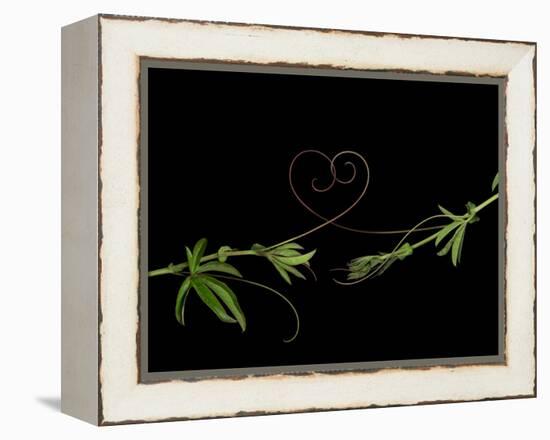 Passionvine Heart-Doris Mitsch-Framed Premier Image Canvas