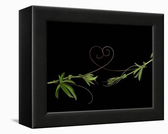 Passionvine Heart-Doris Mitsch-Framed Premier Image Canvas