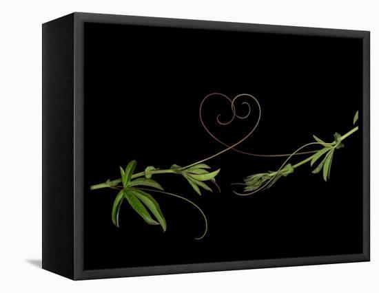 Passionvine Heart-Doris Mitsch-Framed Premier Image Canvas