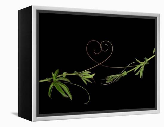 Passionvine Heart-Doris Mitsch-Framed Premier Image Canvas