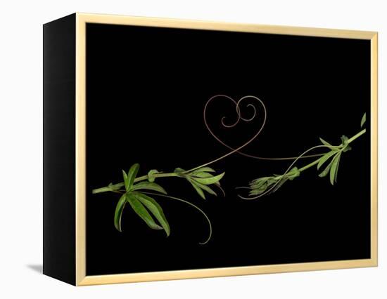 Passionvine Heart-Doris Mitsch-Framed Premier Image Canvas