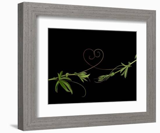 Passionvine Heart-Doris Mitsch-Framed Photographic Print