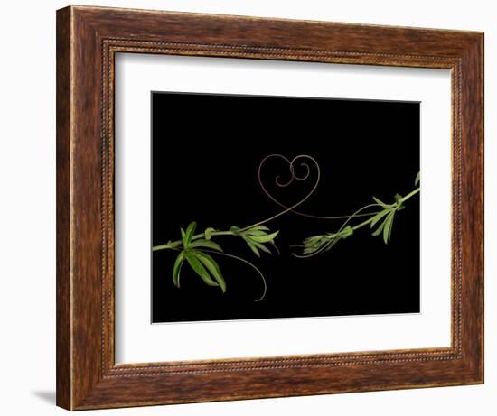 Passionvine Heart-Doris Mitsch-Framed Photographic Print