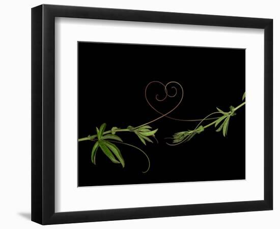 Passionvine Heart-Doris Mitsch-Framed Photographic Print