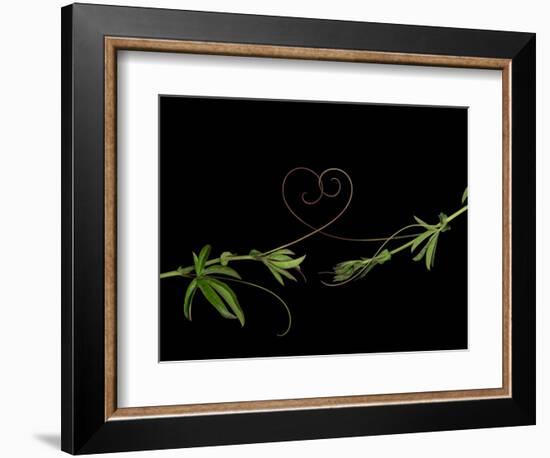 Passionvine Heart-Doris Mitsch-Framed Photographic Print