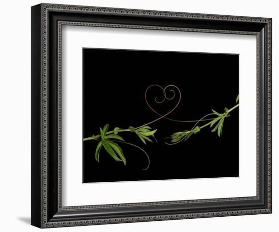 Passionvine Heart-Doris Mitsch-Framed Photographic Print