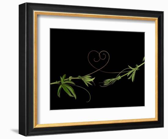 Passionvine Heart-Doris Mitsch-Framed Photographic Print