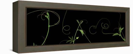 Passionvine Peace-Doris Mitsch-Framed Premier Image Canvas