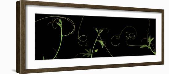 Passionvine Peace-Doris Mitsch-Framed Photographic Print