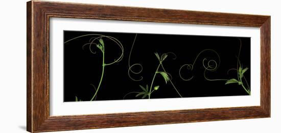 Passionvine Peace-Doris Mitsch-Framed Photographic Print