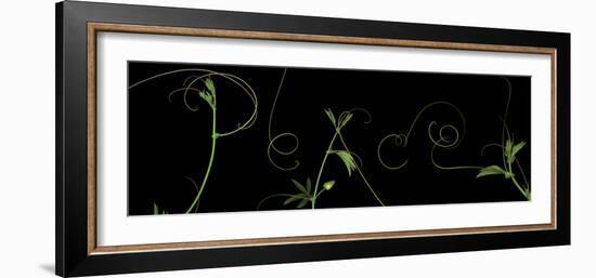 Passionvine Peace-Doris Mitsch-Framed Photographic Print