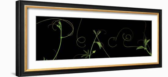 Passionvine Peace-Doris Mitsch-Framed Photographic Print