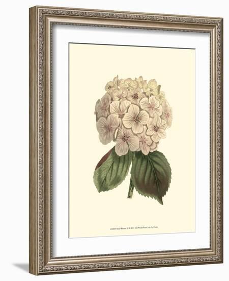 Pastel Blooms III-Samuel Curtis-Framed Art Print