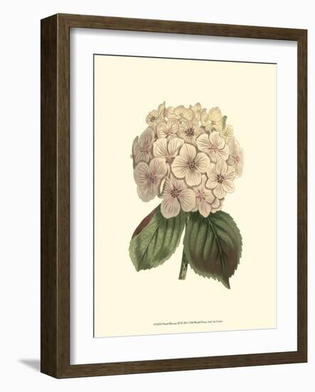 Pastel Blooms III-Samuel Curtis-Framed Art Print