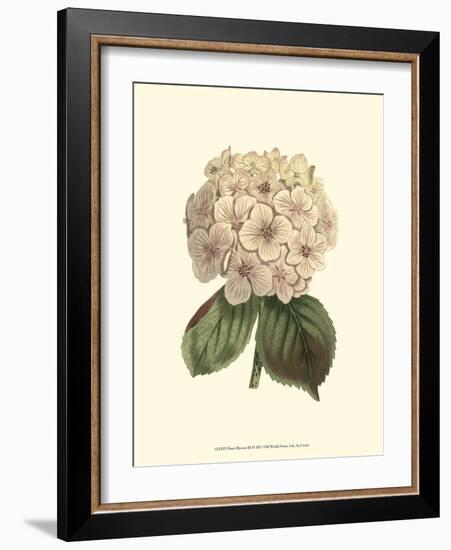 Pastel Blooms III-Samuel Curtis-Framed Art Print