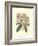 Pastel Blooms IV-Samuel Curtis-Framed Art Print