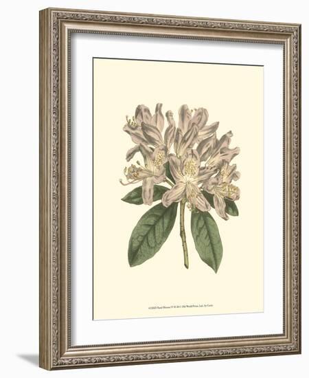 Pastel Blooms IV-Samuel Curtis-Framed Art Print