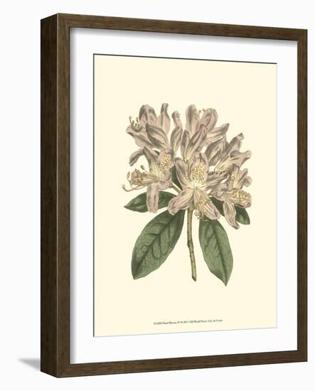 Pastel Blooms IV-Samuel Curtis-Framed Art Print