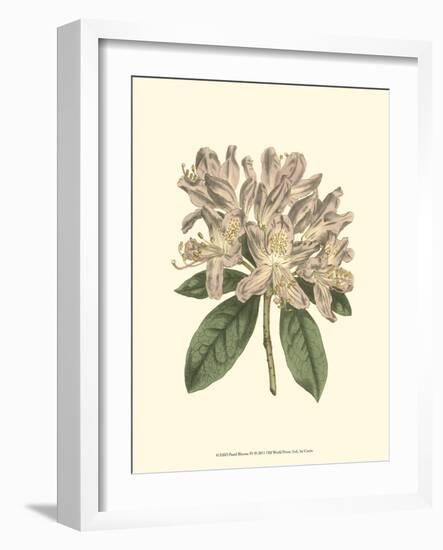 Pastel Blooms IV-Samuel Curtis-Framed Art Print