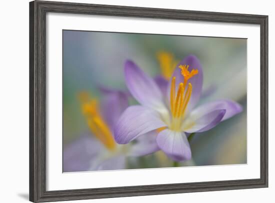 Pastel Crocus-Heidi Westum-Framed Photographic Print