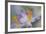 Pastel Crocus-Heidi Westum-Framed Photographic Print