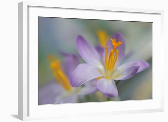 Pastel Crocus-Heidi Westum-Framed Photographic Print