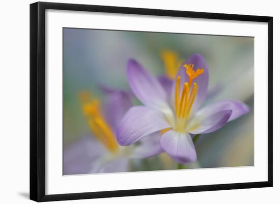 Pastel Crocus-Heidi Westum-Framed Photographic Print