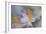 Pastel Crocus-Heidi Westum-Framed Photographic Print