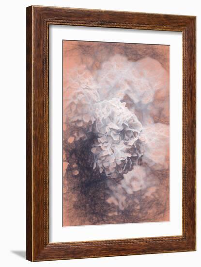 Pastel Hyrangeas, 2018-Helen White-Framed Giclee Print