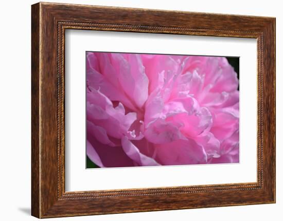 Pastel Peony-Michelle Calkins-Framed Photo