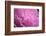Pastel Peony-Michelle Calkins-Framed Photo
