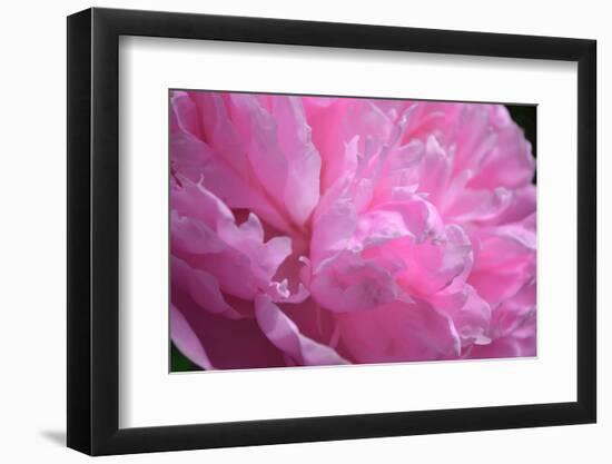 Pastel Peony-Michelle Calkins-Framed Photo