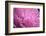 Pastel Peony-Michelle Calkins-Framed Photo