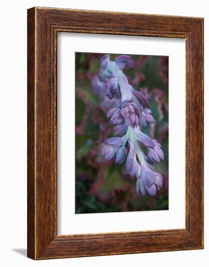 Pastel Shades of Purple in a Topside View of Echeveria Blooms-Michael Qualls-Framed Photographic Print
