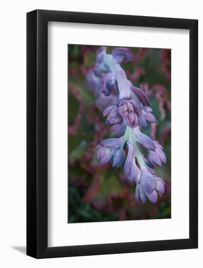 Pastel Shades of Purple in a Topside View of Echeveria Blooms-Michael Qualls-Framed Photographic Print