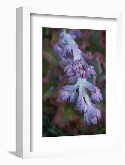 Pastel Shades of Purple in a Topside View of Echeveria Blooms-Michael Qualls-Framed Photographic Print