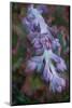 Pastel Shades of Purple in a Topside View of Echeveria Blooms-Michael Qualls-Mounted Photographic Print