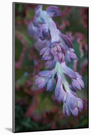 Pastel Shades of Purple in a Topside View of Echeveria Blooms-Michael Qualls-Mounted Photographic Print