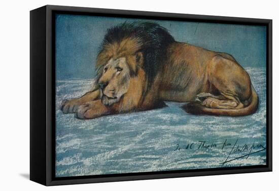 'Pastel Study of a Lion', c1900-John MacAllan Swan-Framed Premier Image Canvas