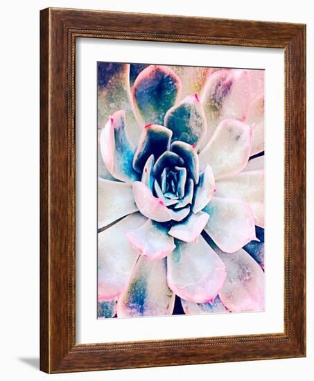 Pastel Succulent Beauty II-Irena Orlov-Framed Photographic Print