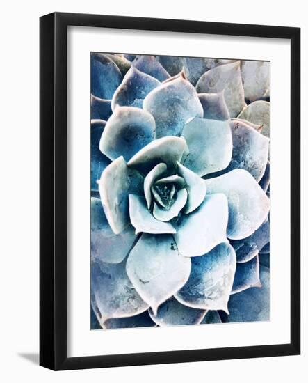 Pastel Succulent Beauty III-Irena Orlov-Framed Photographic Print